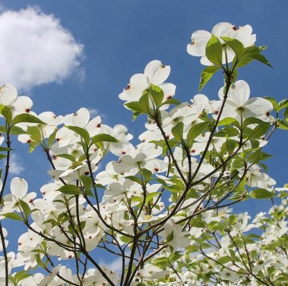 kornoelje-cornus-struik.jpg